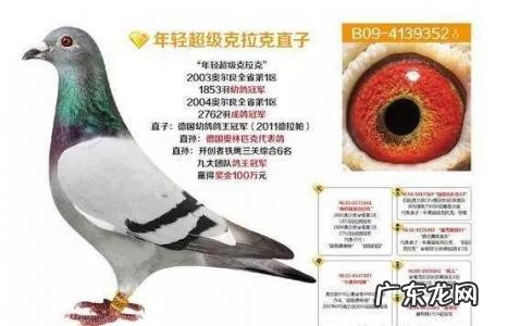 长城鸽业最近拍卖会 北京长城鸽业拍卖会