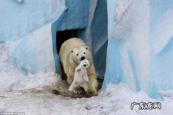北极熊吃什么食物图片 北极熊吃什么食物