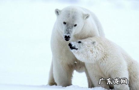 北极熊吃什么食物图片 北极熊吃什么食物