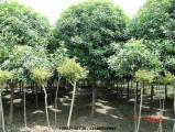 成都桂花树价格多少 成都桂花树