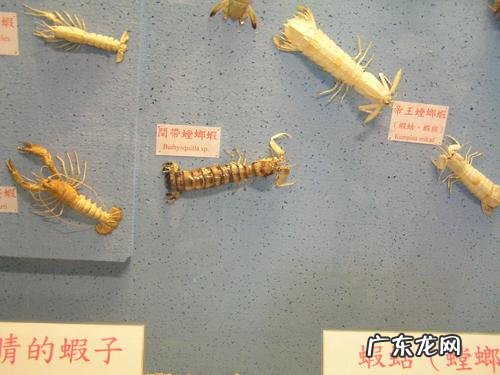 螳螂虾的威力 巨型螳螂虾