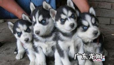 什么颜色的哈士奇贵 哈士奇什么颜色最贵