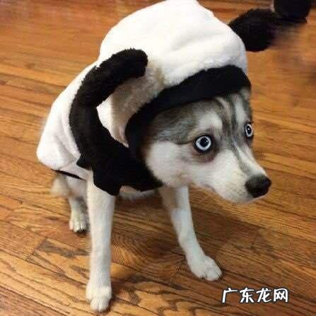 哈士奇图片搞笑头像 哈士奇图片搞笑