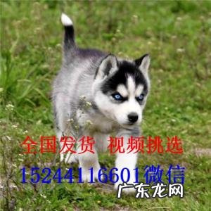 哈士奇幼崽一只多少元 哈士奇多少钱一只幼崽