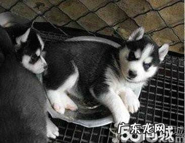 哈士奇200元一只幼崽 哈士奇幼崽300一只