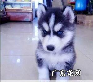 哈士奇幼犬多少钱一只异瞳 哈士奇幼犬多少钱一只