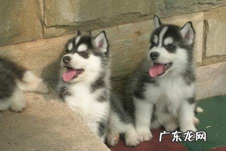 哈士奇幼犬多少钱一只异瞳 哈士奇幼犬多少钱一只