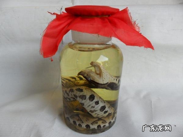 毒蛇泡酒有什么功效和禁忌 毒蛇泡酒3个月