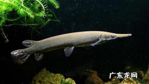 雀鳝鱼和巨骨舌鱼 雀鳝鱼