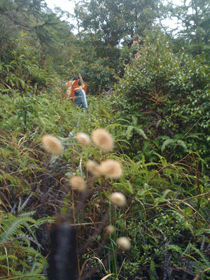 滚地雷是怎么形成的 滚地雷