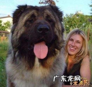 最适合女生养的大型犬排行榜 大型犬排行榜