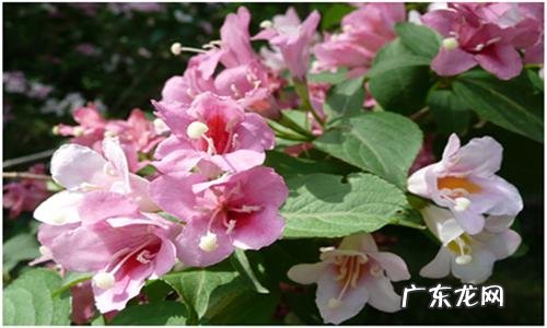 夏天开什么花有哪些 5月开什么花