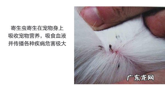 狗虱子图片 狗虱子