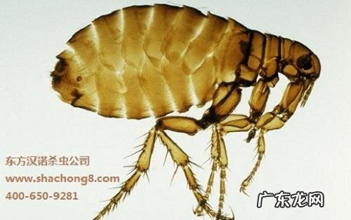 快速消灭跳蚤的方法 如何快速消灭跳蚤