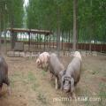 梅山猪和太湖猪区别 梅山猪