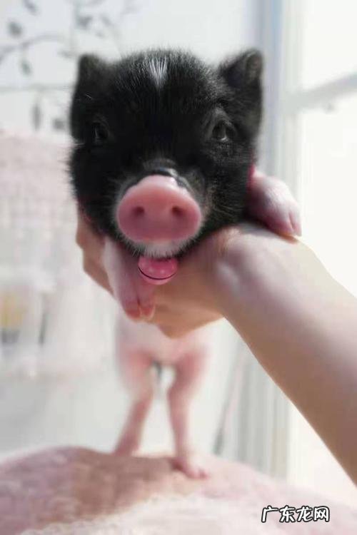 小香猪图片 迷你小香猪