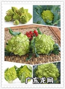 宝塔菜的图片叶子 宝塔菜的图片