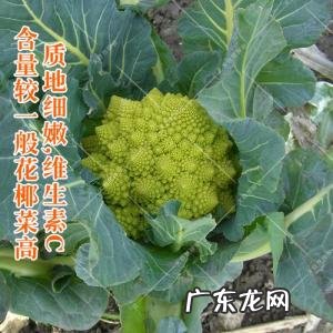 宝塔菜的图片叶子 宝塔菜的图片