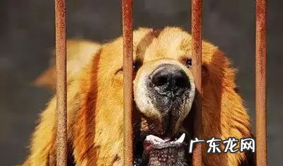 宠物新闻资讯网站 宠物新闻