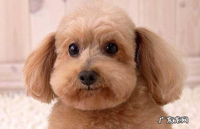 开宠物店赚钱吗 宠物店赚钱吗