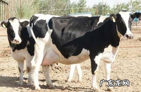 小乳牛多少钱一只 小奶牛多少钱