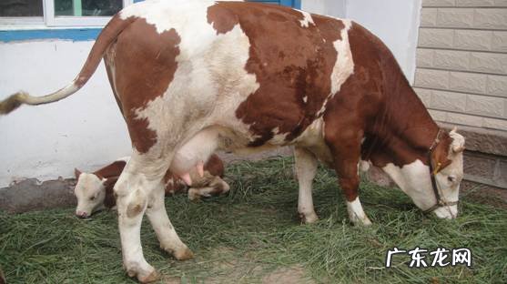 小乳牛多少钱一只 小奶牛多少钱