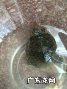 小巴西龟吃什么食物 小巴西龟吃什么