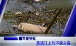 黄浦江死猪