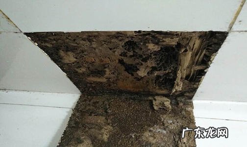 樟树被白蚁危害的防治方法 白蚁的防治方法