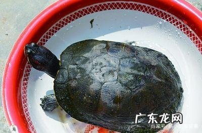 巴西龟一般吃什么 巴西龟吃什么食物