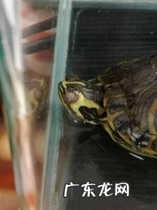 巴西龟眼睛肿了睁不开怎么办没药 巴西龟眼睛肿了睁不开怎么办