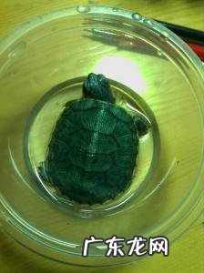 巴西龟吃什么蔬菜长的快 巴西龟吃什么蔬菜