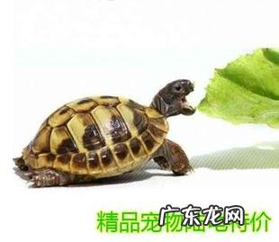 巴西龟吃什么蔬菜长的快 巴西龟吃什么蔬菜