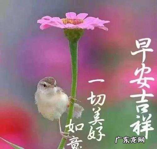 早晨的问候语 清晨问候语100句