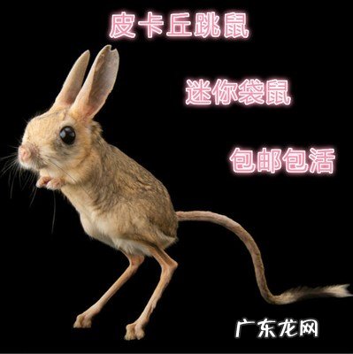 另类宠物鱼 另类宠物大全