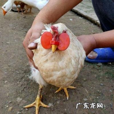 鸡眼镜多少钱一个 鸡眼镜