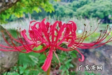 彼岸花怎么养才能开花 彼岸花怎么养