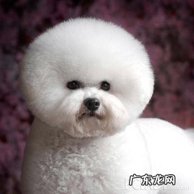 宠物资讯信息要钱吗 宠物资讯