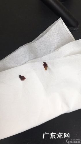 床上有臭虫怎样方法除掉它呢 怎样判断床上有臭虫