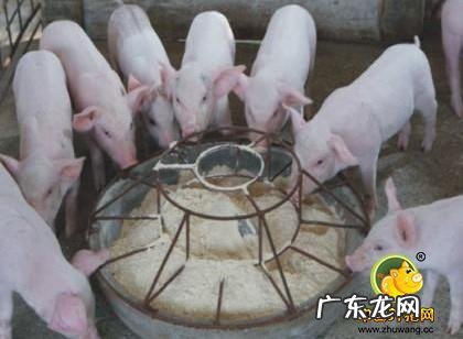 怎么喂猪才长得快 怎样喂猪长得快