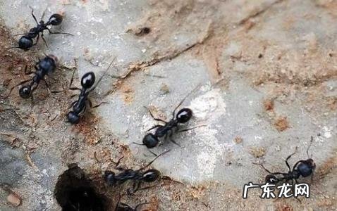 关于蚂蚁的简单知识 蚂蚁的知识大全