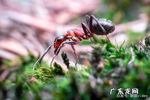 关于蚂蚁的简单知识 蚂蚁的知识大全