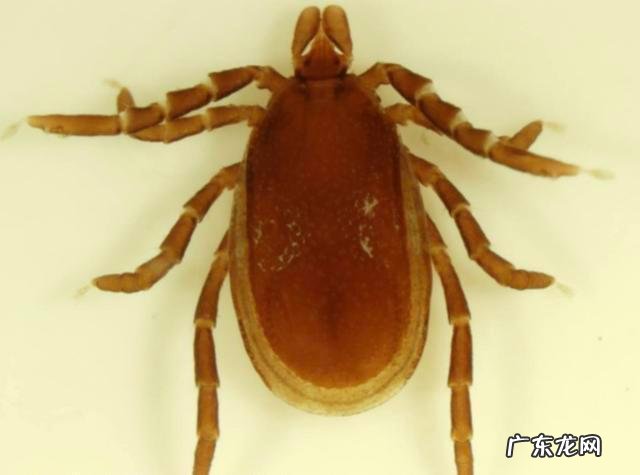 蜱虫分布在中国哪些地区 蜱虫分布在哪些地区