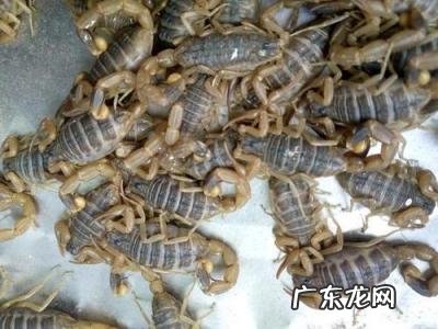 蝎子养殖前景与收益如何 蝎子养殖前景