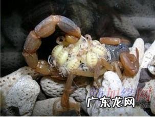 蝎子的养殖技术及市场前景蛋白虫 蝎子的养殖技术及市场前景