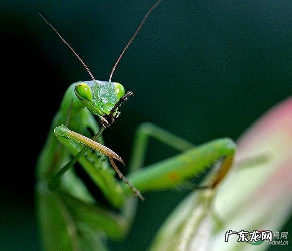 大乱斗螳螂进化顺序 螳螂进化顺序