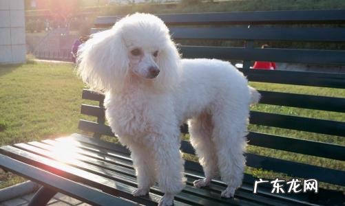 请问泰迪犬从多大开始训练比较好 训练泰迪犬的技巧