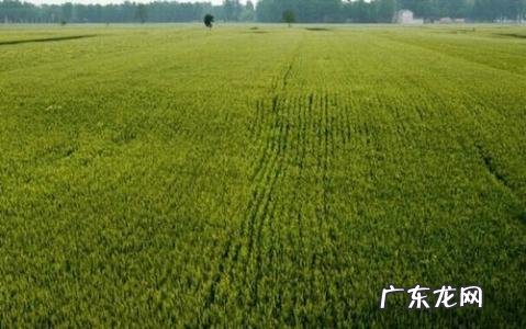 一亩等于多少平方米 一亩等于多少平方丈