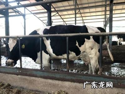 加盟一只酸奶牛多少钱 一只奶牛多少钱