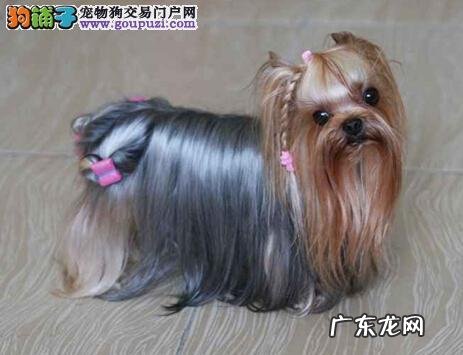 中小型犬品种大全 中小型犬品种大全